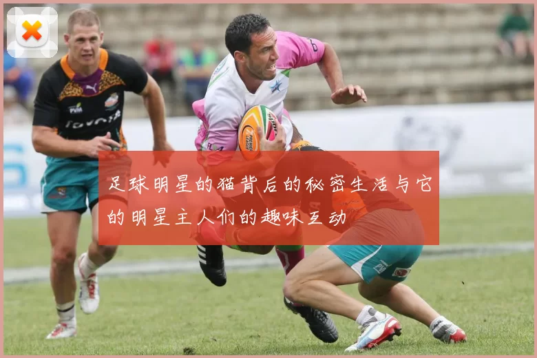 足球明星的猫背后的秘密生活与它的明星主人们的趣味互动